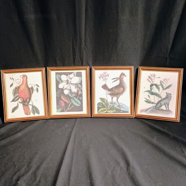 Set of 4 Framed VTG Wildlife/Botanical Prints