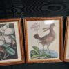 Set of 4 Framed VTG Wildlife/Botanical Prints