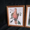 Set of 4 Framed VTG Wildlife/Botanical Prints