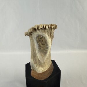VTG Antler Salt Shaker