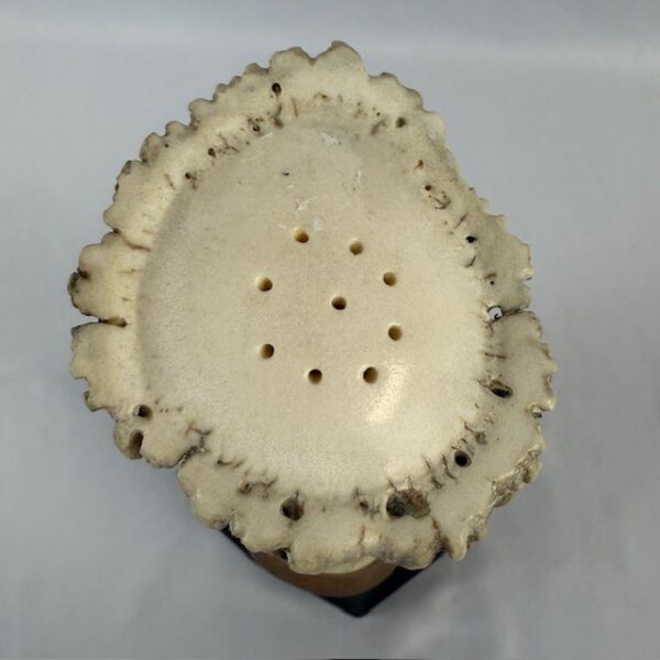 VTG Antler Salt Shaker